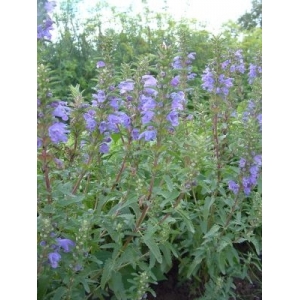 Dracocéphale de moldavie