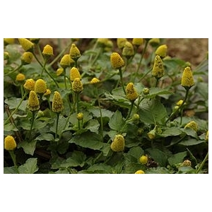 Brèdes mafane (acmella oleracea)