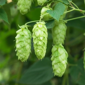 Houblon