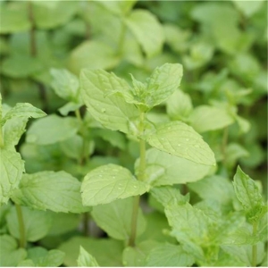 Menthe poivree (mentha x piperita)