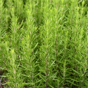 Romarin « rosmarinus officinalis »