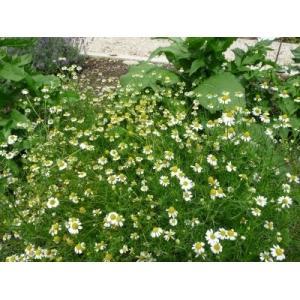 Camomille matricaire