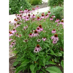 Echinacée pourpre