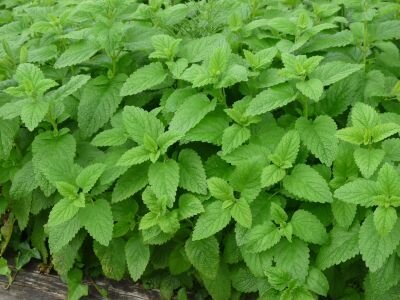 Mélisse officinale