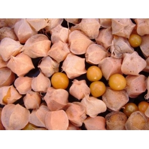 Physalis pubescent