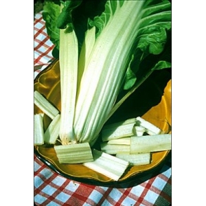 Poirée verte à carde blanche