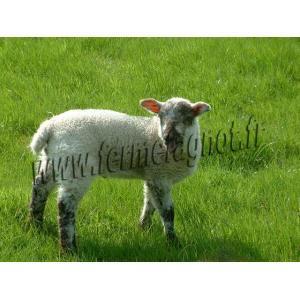 Colis d'agneau 1/4 arrière 4.500 kg