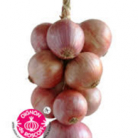 Oignon rose type roscoff