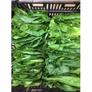 Epinard variété meerkat