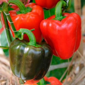 Plant de poivron yolo wonder