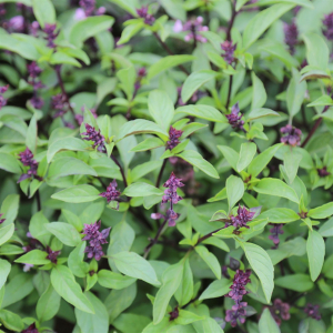 Plant de basilic thai ou indonésien