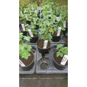 Plant de groseillier rouge pot 1.5l