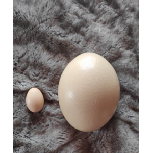 Oeuf d'autruche frais