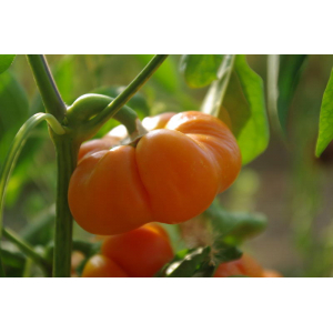 Plant de poivron mandarine