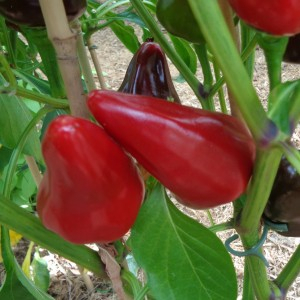 Plant de poivron caviar calabrais