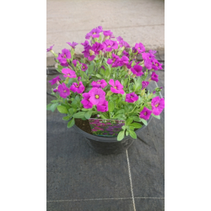 Aubriète violette en pot de 3l