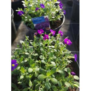 Aubriète violette en pot de 3l