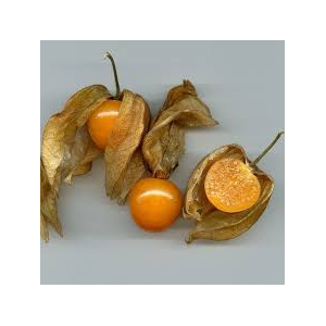 Plant de physalis coqueret du pérou