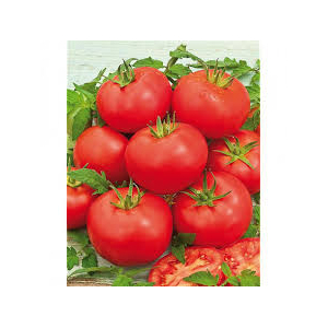 Plants de tomates montfavet x 6