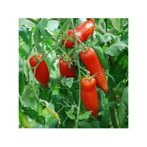 Plants de tomates andine cornue  x 6