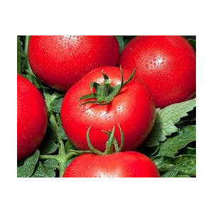 Plants de tomates cobra x 6