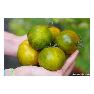 Plants de tomates anciennes : green zebra  x 1