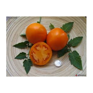 Plants de tomates anciennes: orange queen  x 1