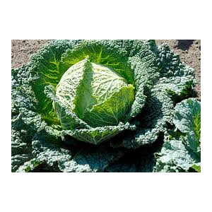 Chou frisé : milan  x 6