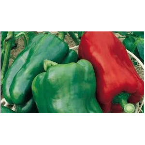 Plant de poivron vert rouge : var: lamuyo x 6