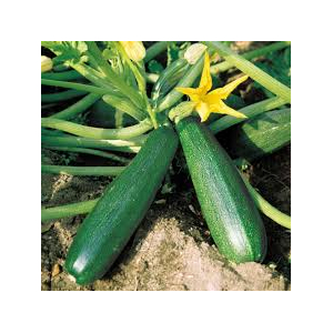 Plants de courgette:coup de coeur : astia  x 1