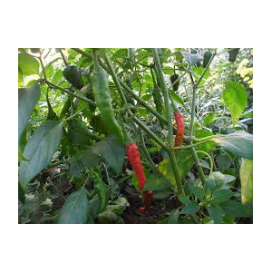 Plant de poivron doux  : variété :