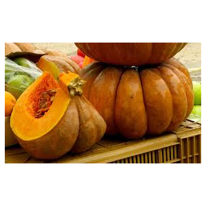 Plant de courge musqué de provence