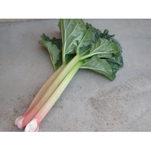 Rhubarbe