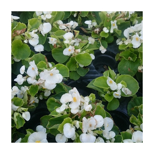 Bégonia massif feuilles vertes fleurs blanche