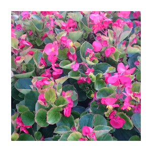 Bégonia massif feuilles vertes fleurs rouge