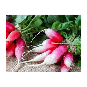 Botte de radis