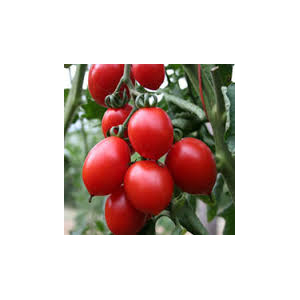 Plant de tomate cerise brin de muguet