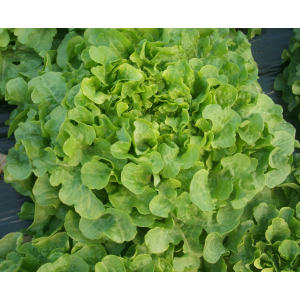 Feuille de chêne blonde