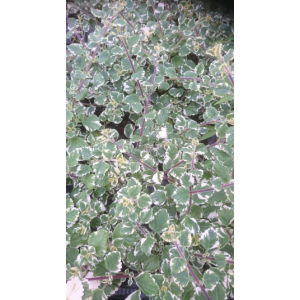 Plectranthus