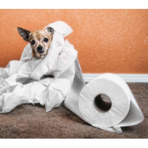 Papier wc à l'unité