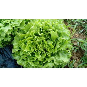 Salade blonde ou rousse bio