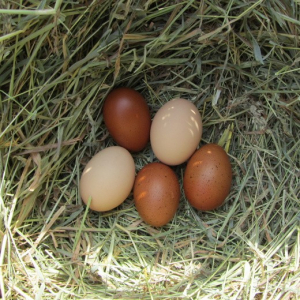 Oeufs de poule