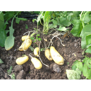 Pomme de terre nouvelle ' delikatess '