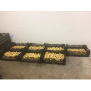 Pommes de terre de conservation