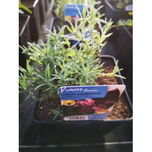 Lavande papillon violet en pot de 3l