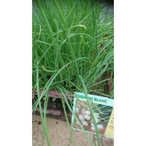 Plant d'oignons blanc par 6