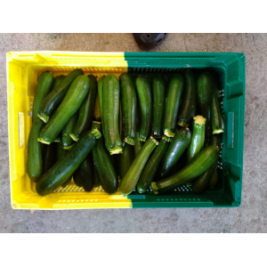 Courgette poids