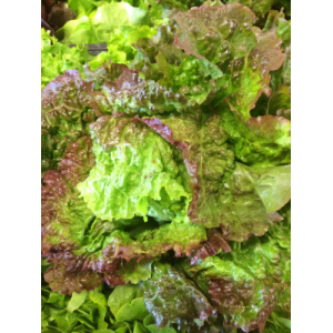 Salade variété rouge grenobloise