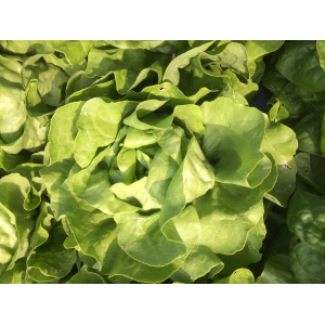 Salade laitue blonde