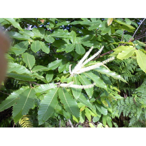 🐝duo bourdaine - châtaignier (3)